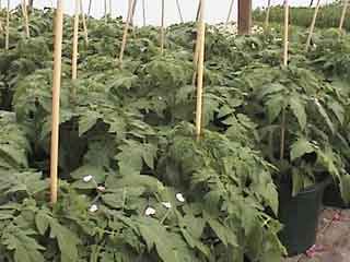 Big tomato plants